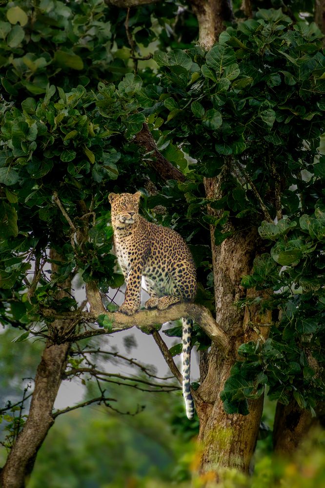 Photograph by Tapas Kundu