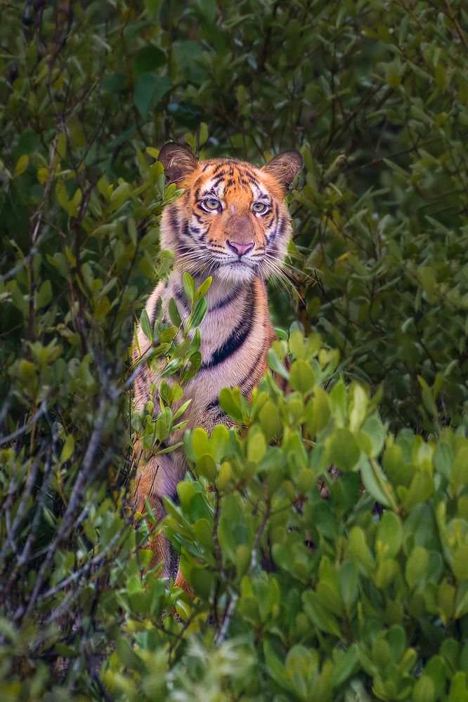 Photograph by Tapas Kundu