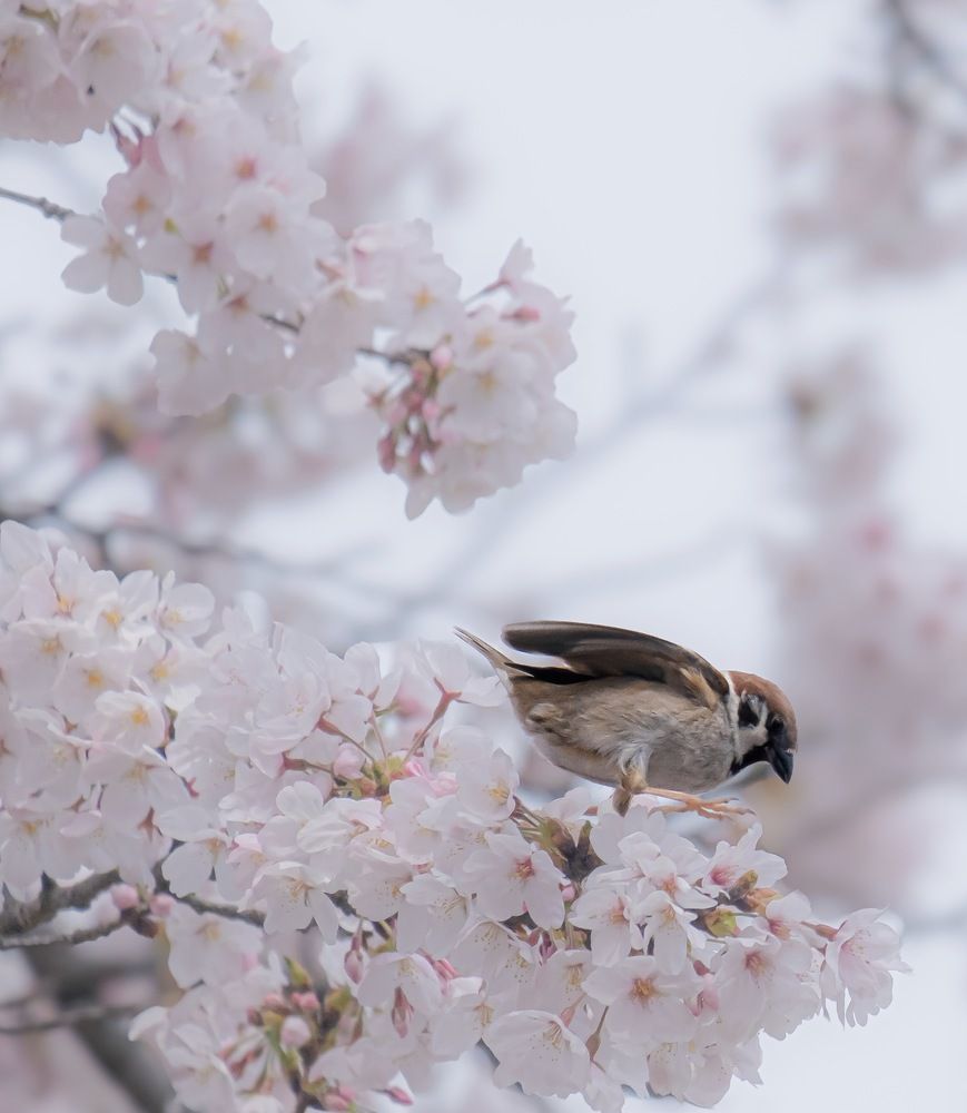 Photograph by Suto Aya