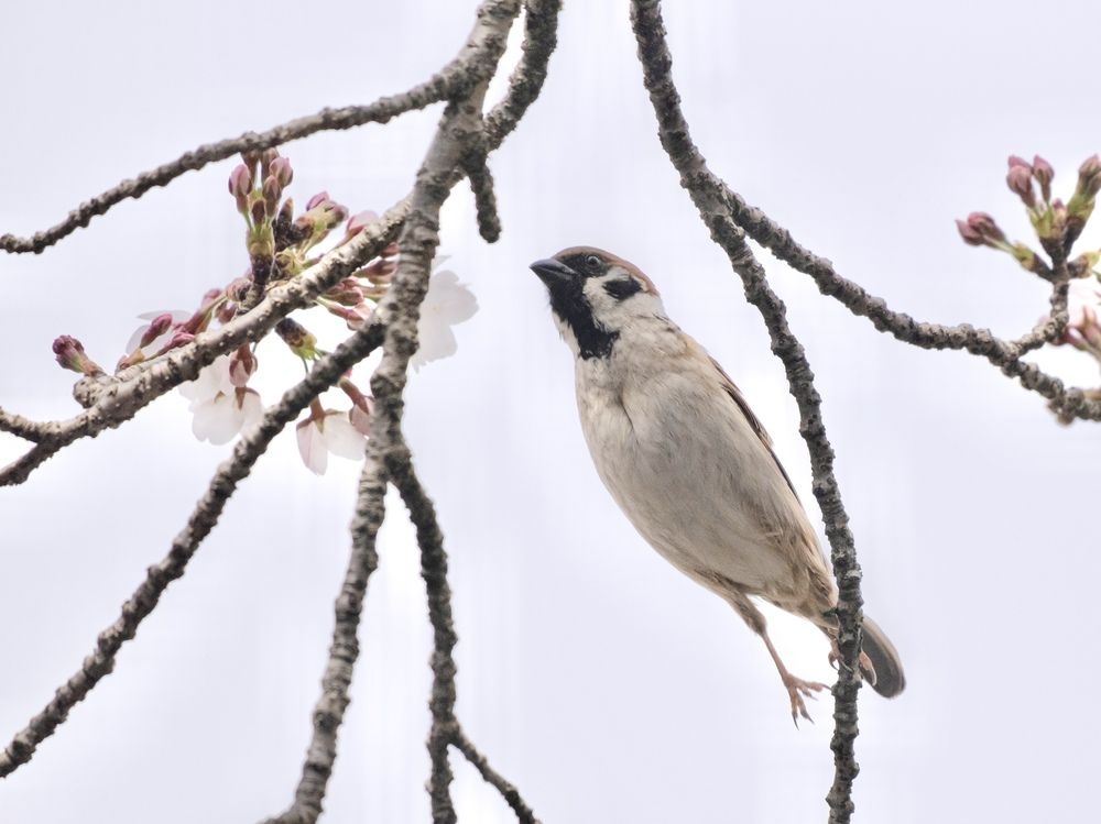 Photograph by Suto Aya