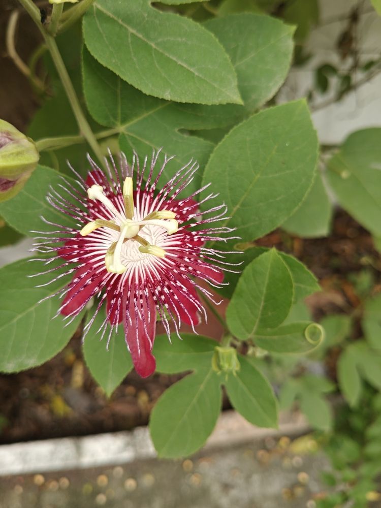Passiflora \\\'Lady Margaret\\\'