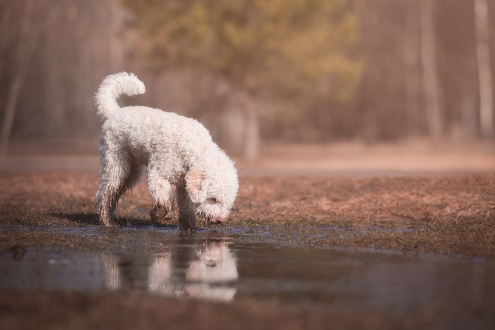 Photograph by Dmitry Ishniyazov