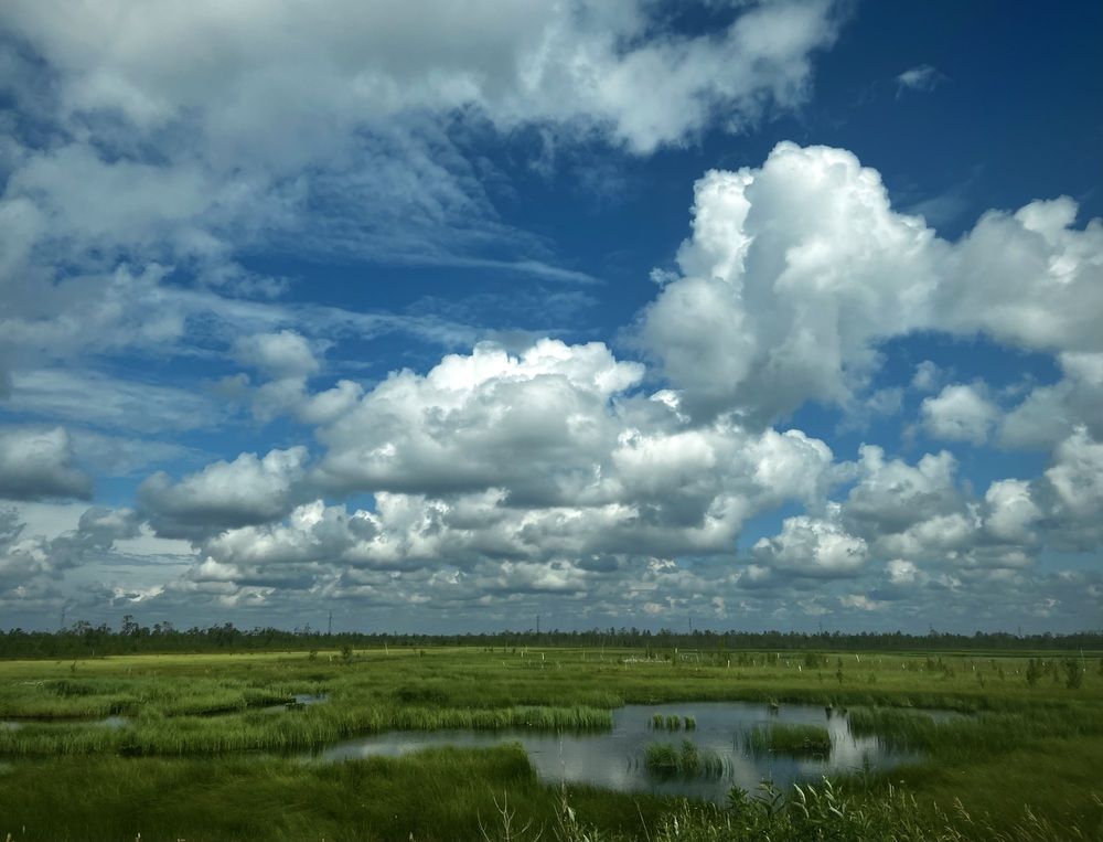 Ямальские болота