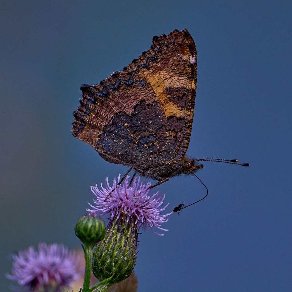 Крапивница и жучок.
