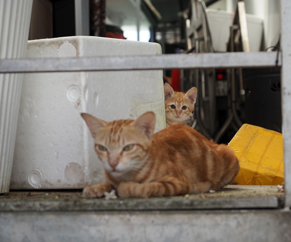 Photograph by Андрей Анатольевич