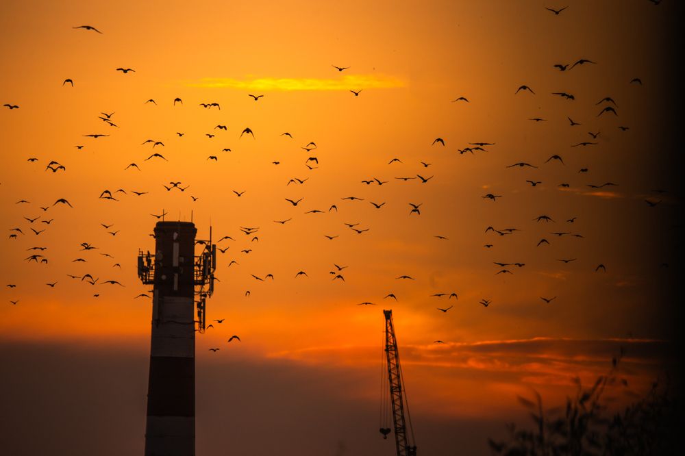 Выстрел Птицами в закат!