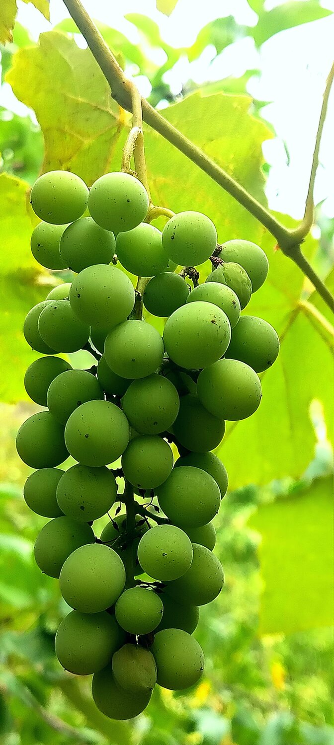 Grapes with Tsolikauri. Village of Alpana.