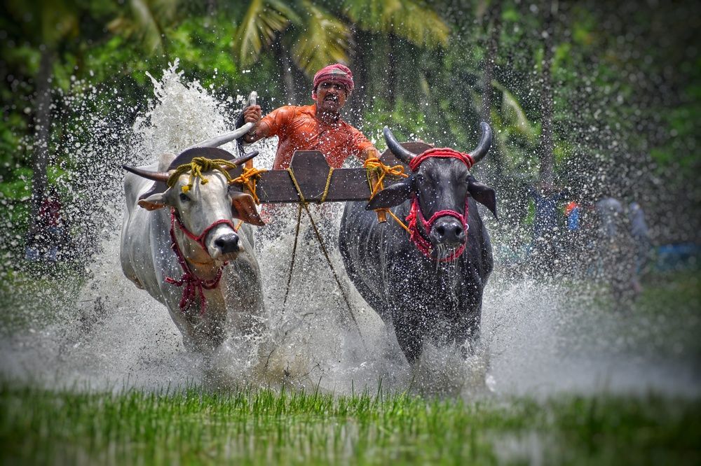 Photograph by Joy Karmakar
