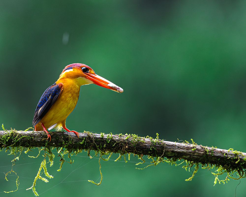 Photograph by Nikhil Parnandi