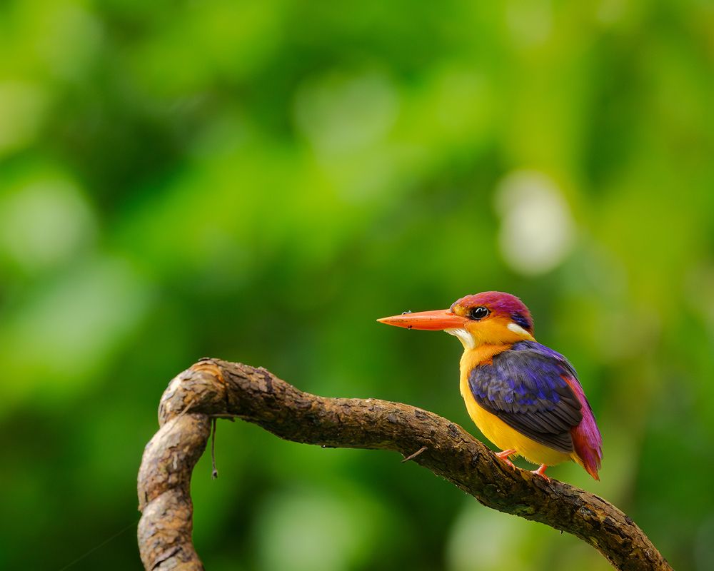 Photograph by Nikhil Parnandi