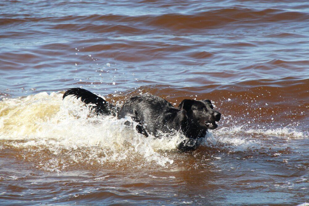 Photograph by Igors Rostikovs