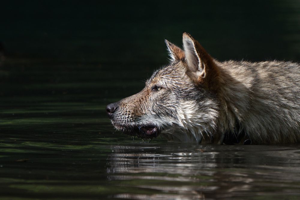 Photograph by Jean pierre