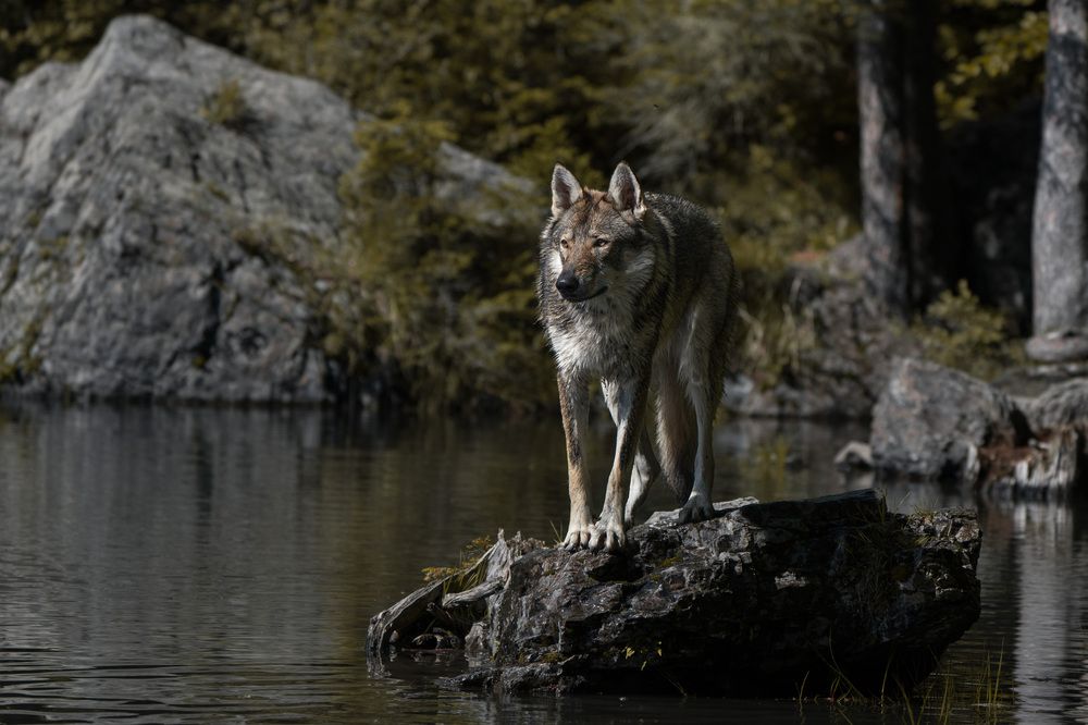 Photograph by Jean pierre