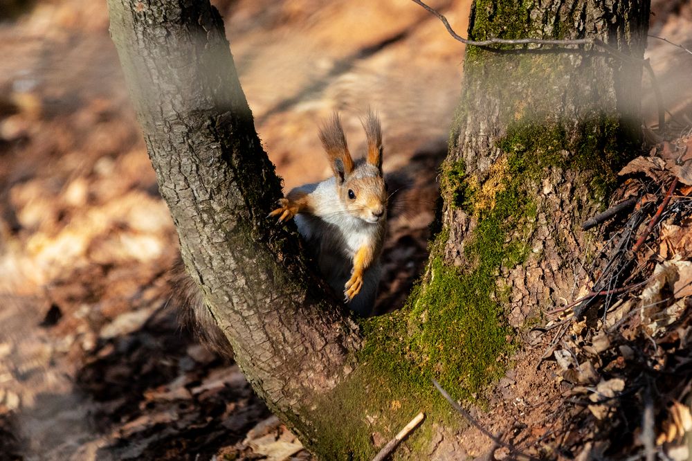 Photograph by Абашкин Сергей