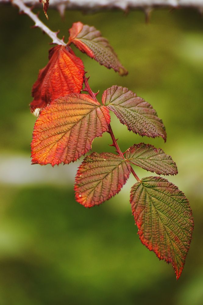 A Blaze of Wild Color