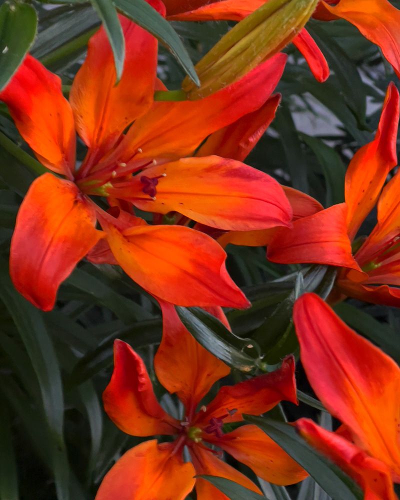 Photograph by Полина Мельникова