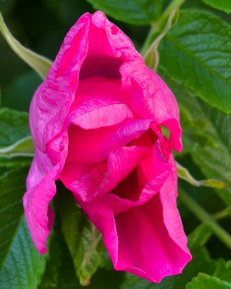 Photograph by Полина Мельникова