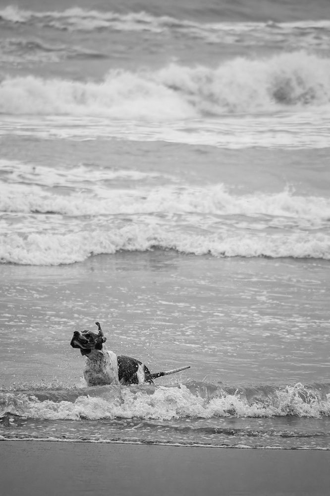 A Dog At The Beach 2