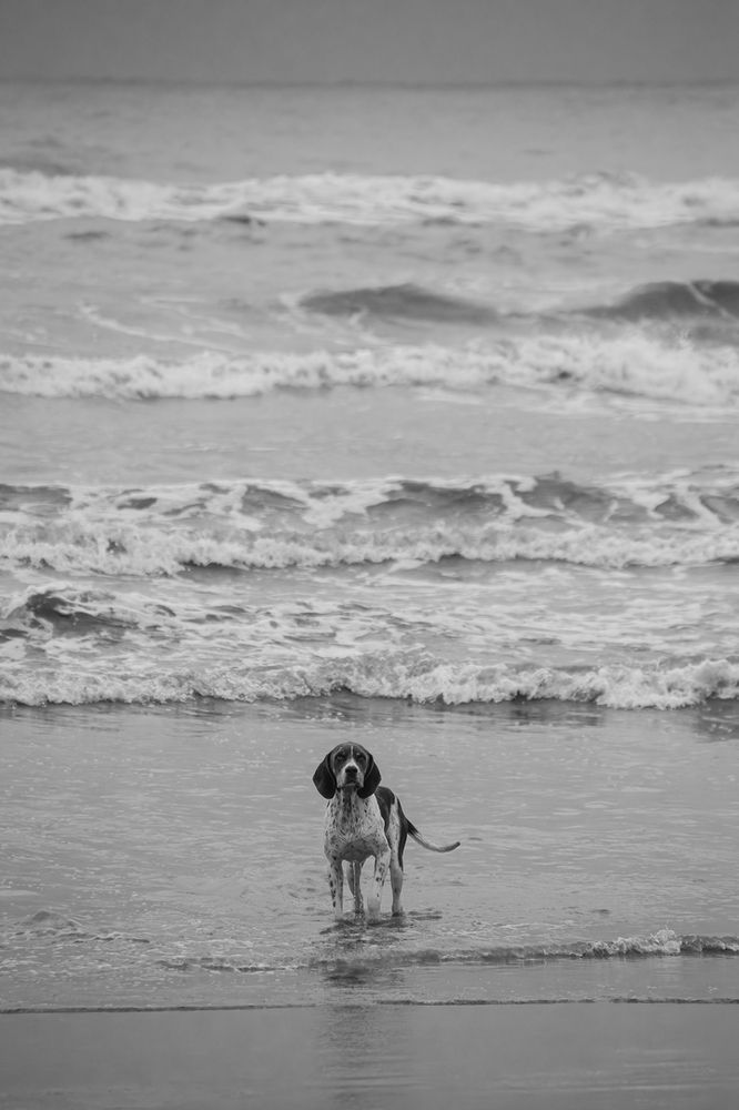 A Dog At The Beach 3