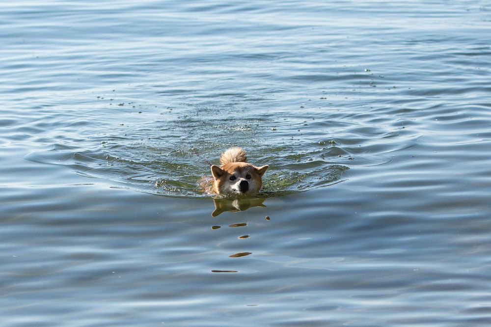 Ух плыву, плыву