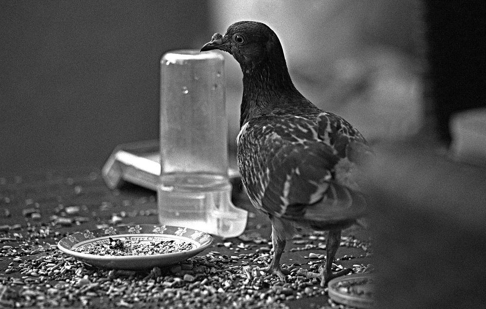 Photograph by Сергей Рапопорт