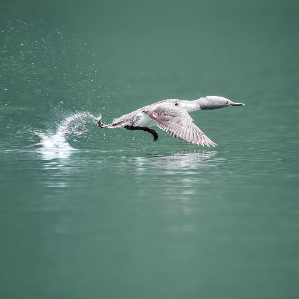 Разбег на взлёт.
