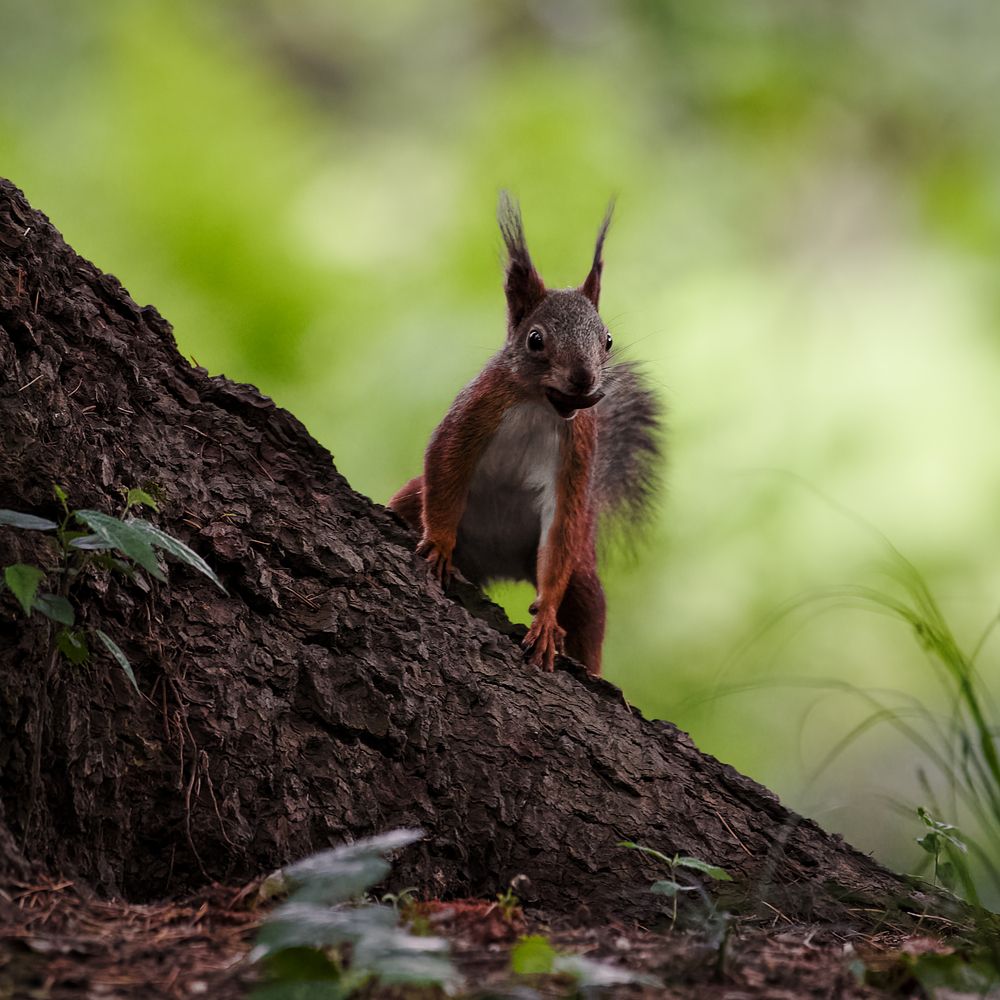 Лесной дозор.