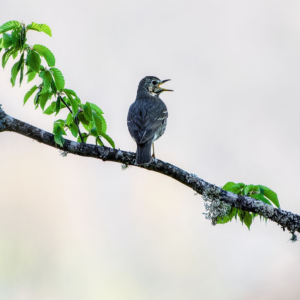Песню запевай.
