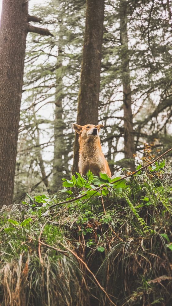 Фотография автора Dhruv Jangid