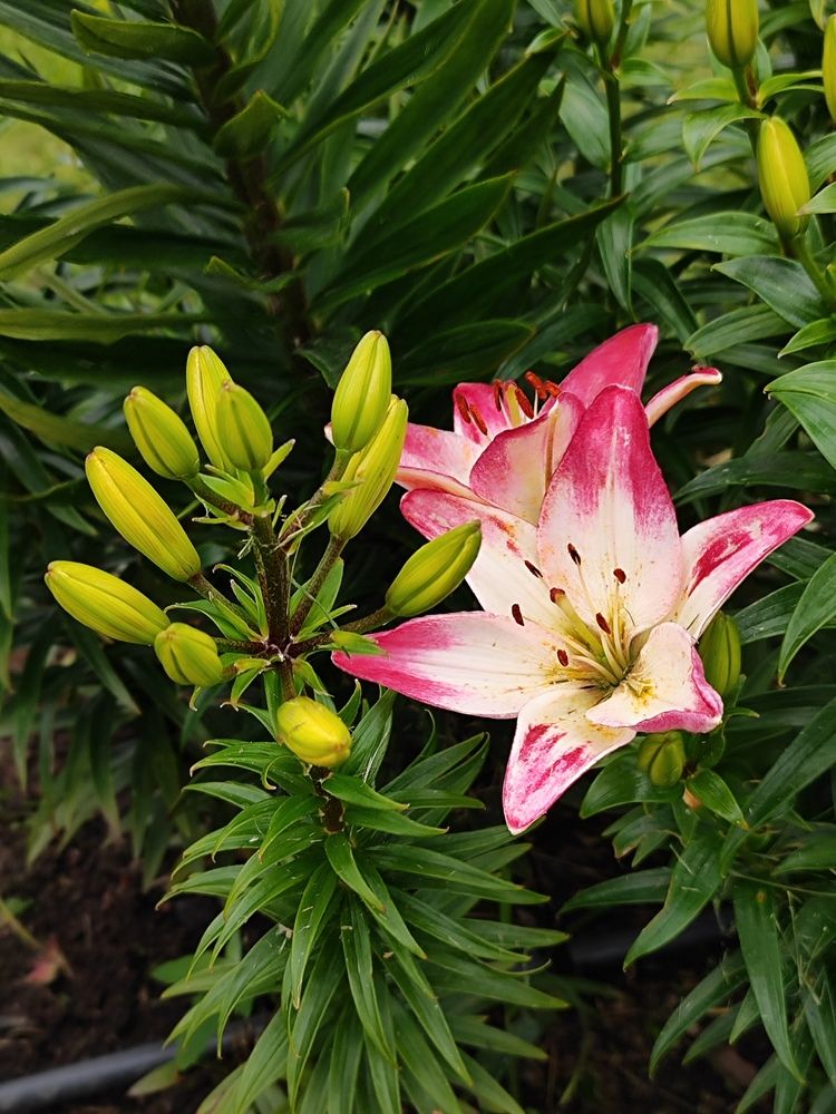 Фотография автора Татьяна Иванова