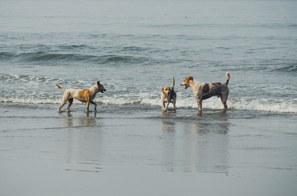 Photograph by Юлия Подлеснова