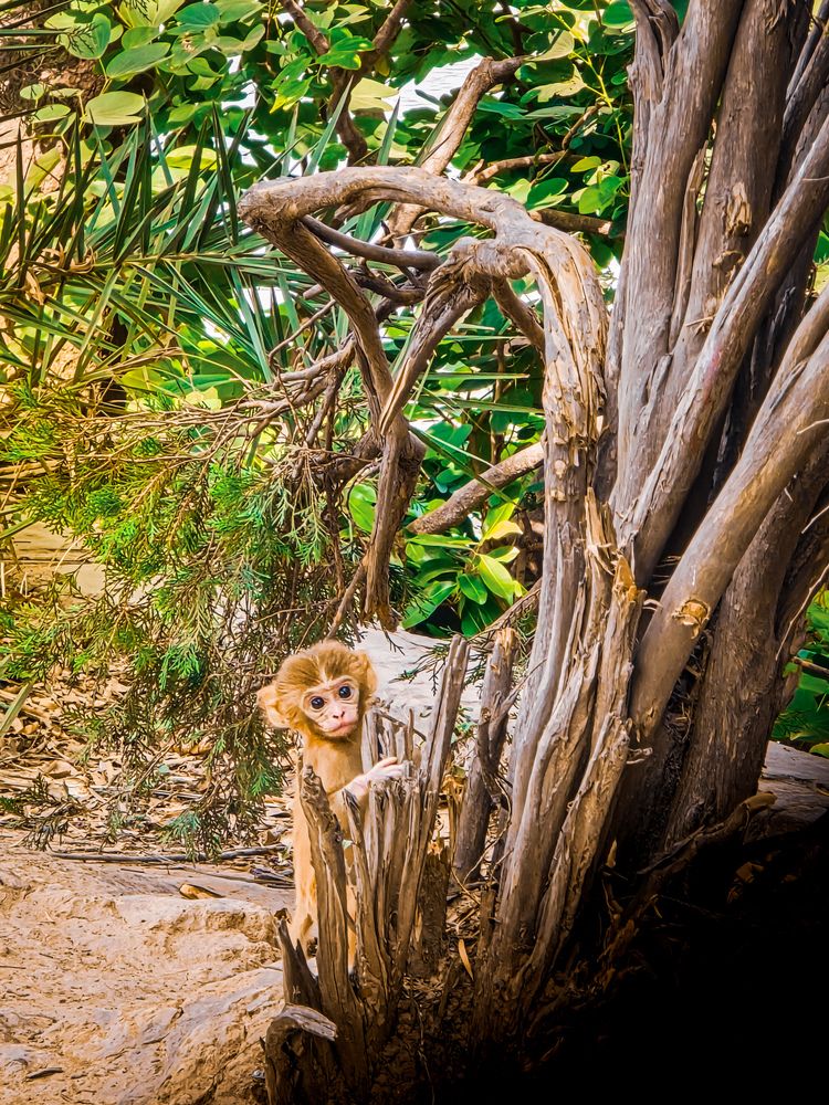 Фотография автора Dhruv Jangid