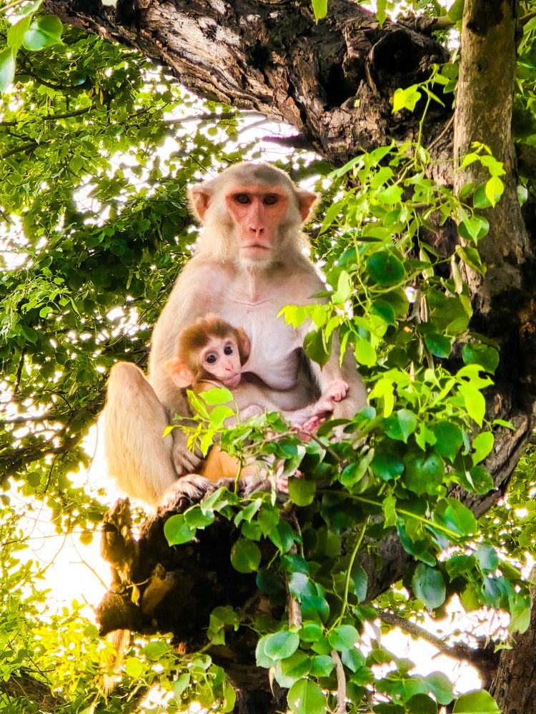 Фотография автора Dhruv Jangid