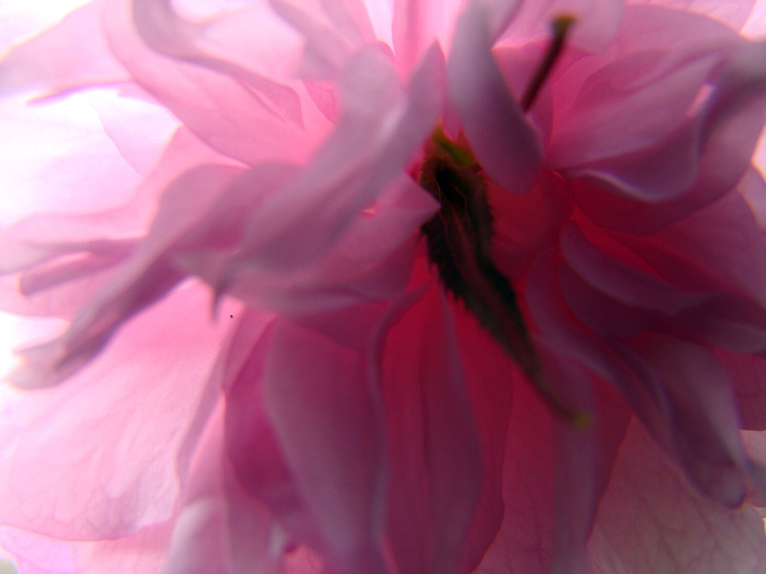 Photo #12438122