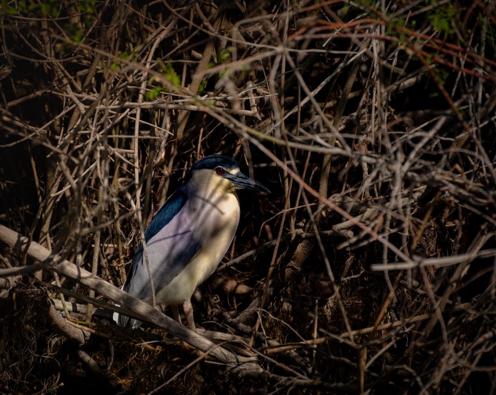 Photograph by Ioan Daniela