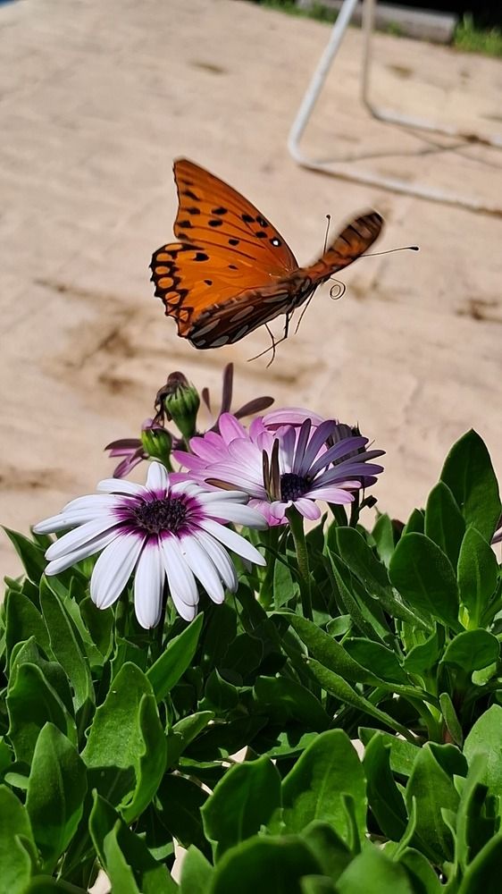 Mariposa en vuelo