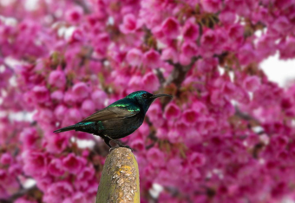 Photograph by Vladimir Bragilevsky