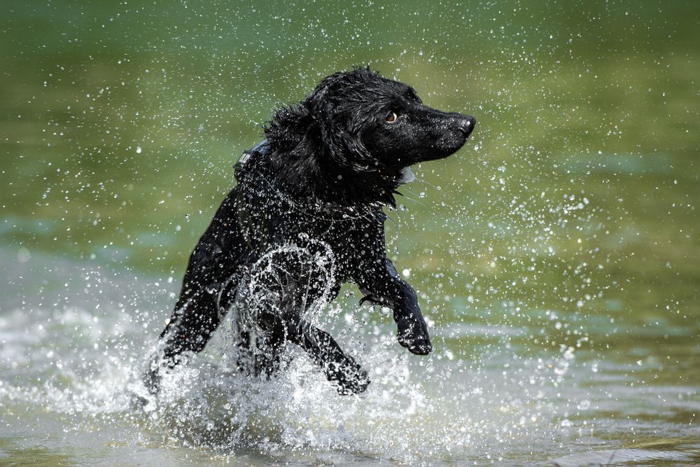 Photograph by Tamás Horváth