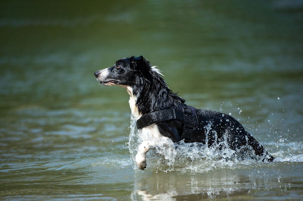 Photograph by Tamás Horváth