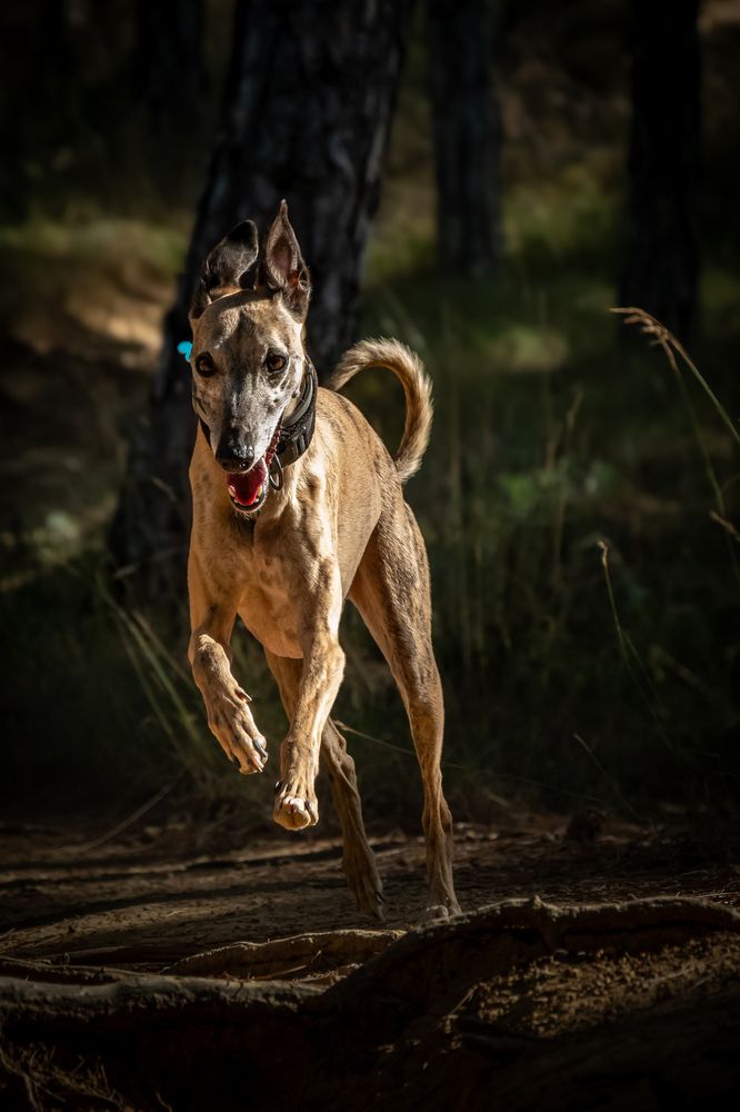 Фотография автора iZs Fotografía y video