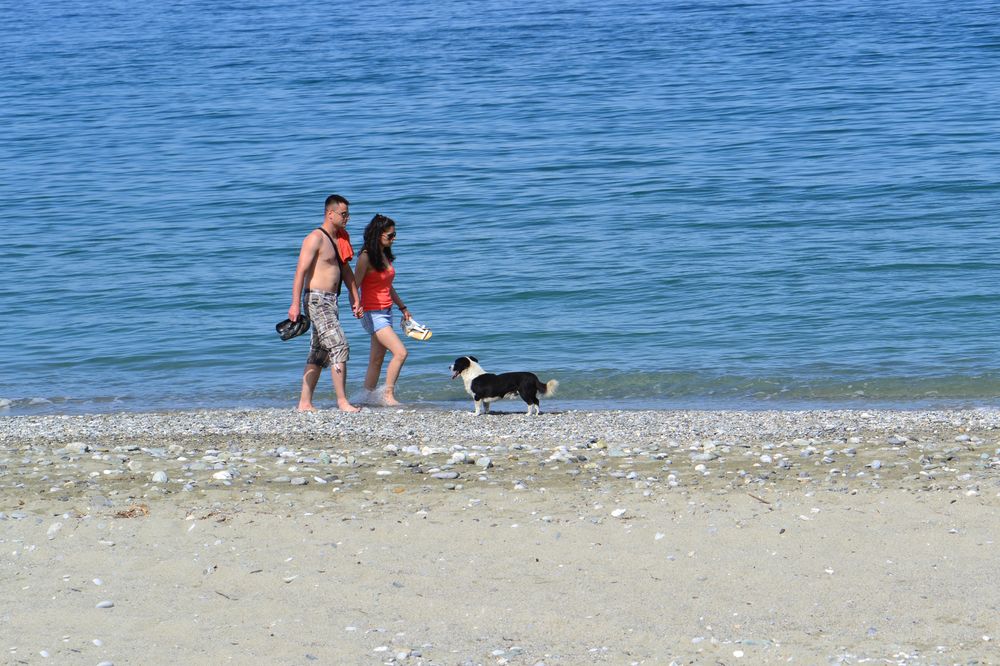 The dog is watching the walkers.