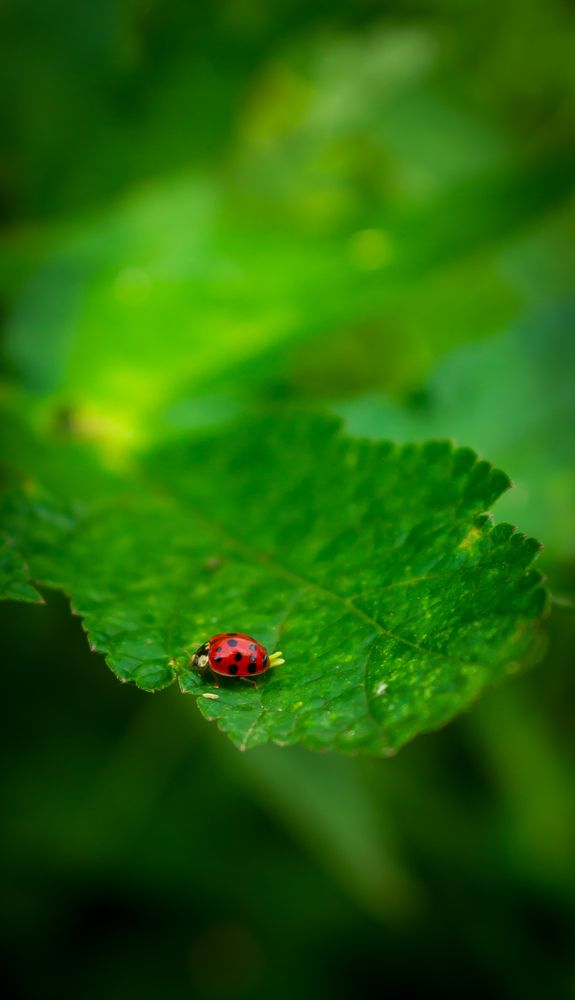Фотография автора Геннадий Ломеко