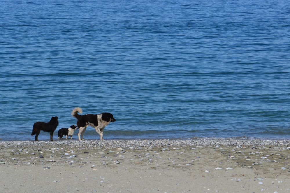Dogs on the seashore