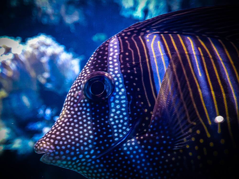 Photograph by Ivan Goshtanar