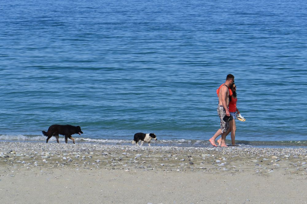 A couple of dogs and a couple of young people