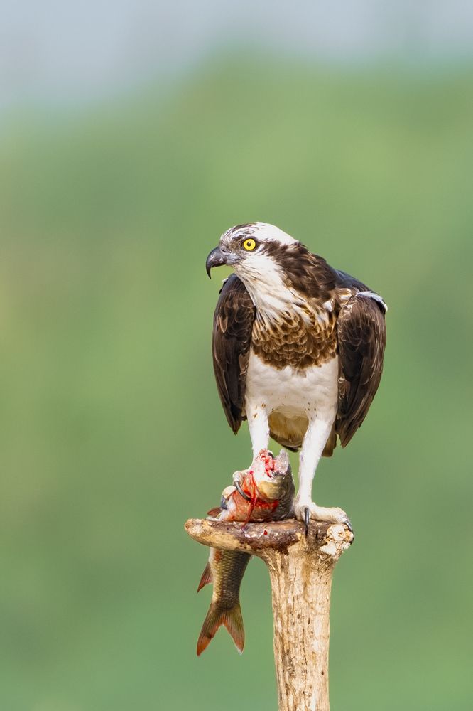 Фотография автора Diganta Roy