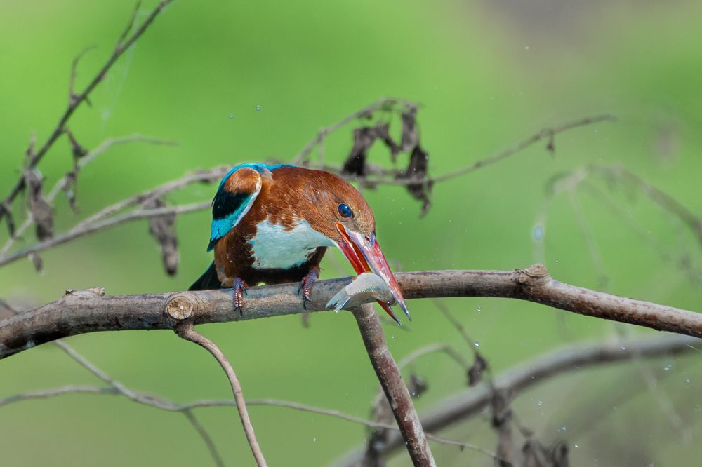 Фотография автора Diganta Roy