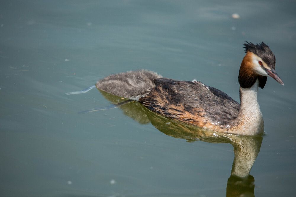 Photograph by Елена