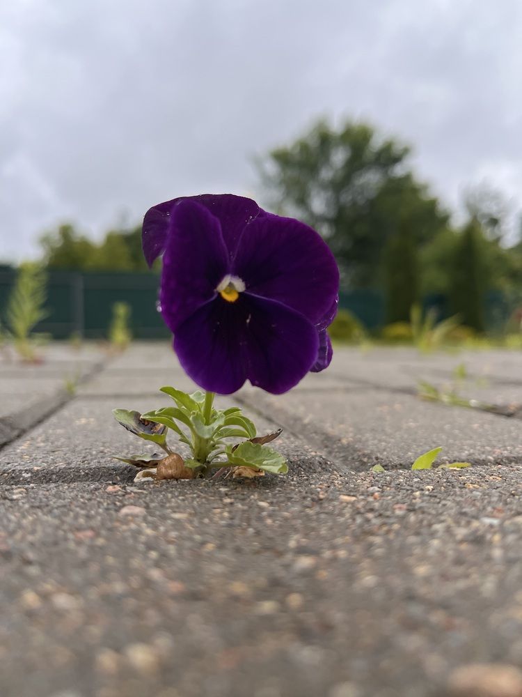 Photograph by Виктория Ляпина