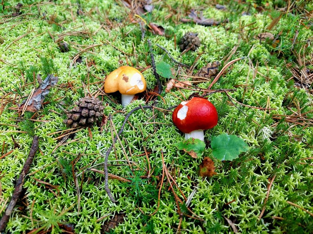 Фотография автора Анастасия Куликова